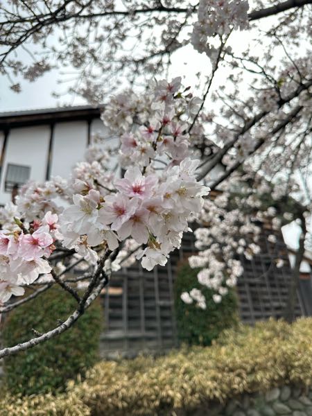 問屋記念館 桜